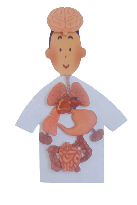 Keçeden Organlarımızı Tanıyalım Okul Öncesi – İç Organlar ve Duyu Organları